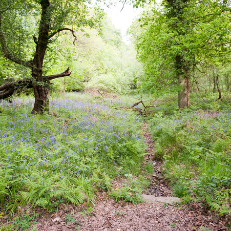 Post-Industrial landscape of Forest of Dean
